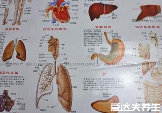 人體內(nèi)臟結(jié)構(gòu)圖，人體系統(tǒng)及五臟六腑位置介紹