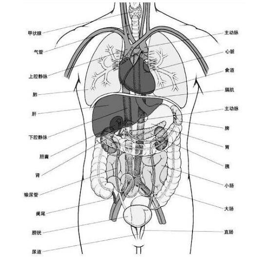 人體內(nèi)臟結(jié)構(gòu)圖，人體系統(tǒng)及五臟六腑位置介紹