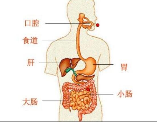 人體內(nèi)臟結(jié)構(gòu)圖，人體系統(tǒng)及五臟六腑位置介紹