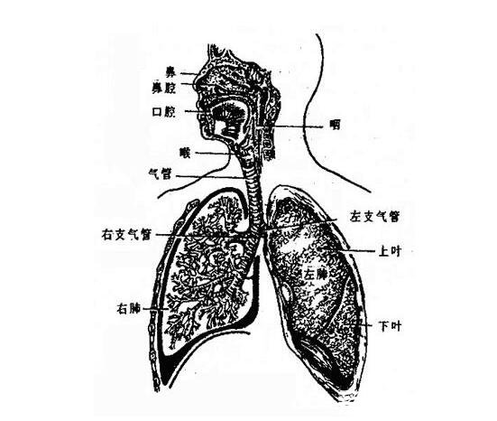 人體內(nèi)臟結(jié)構(gòu)圖，人體系統(tǒng)及五臟六腑位置介紹