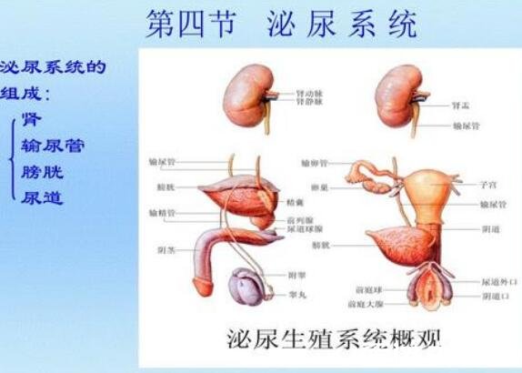 人體內(nèi)臟結(jié)構(gòu)圖，人體系統(tǒng)及五臟六腑位置介紹