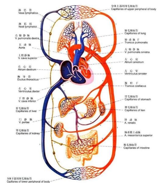 人體內(nèi)臟結(jié)構(gòu)圖，人體系統(tǒng)及五臟六腑位置介紹