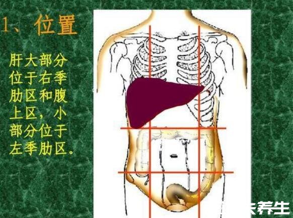 肝區(qū)疼痛位置圖，不同類型疼痛代表的病癥不同(不一定是肝病)