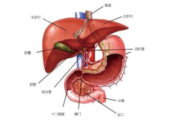 肝在哪個(gè)位置，超詳細(xì)肝的位置圖解讓你精準(zhǔn)找到