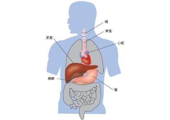 肝在哪個(gè)位置，超詳細(xì)肝的位置圖解讓你精準(zhǔn)找到