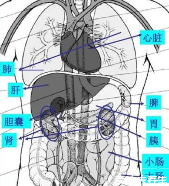 肝在哪個(gè)位置，超詳細(xì)肝的位置圖解讓你精準(zhǔn)找到