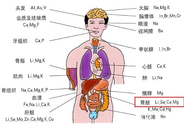 腎在哪個位置圖，腹膜后脊柱兩側各有一個(雙手叉腰可以找到)