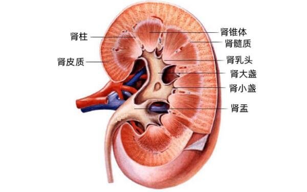 腎在哪個位置圖，腹膜后脊柱兩側各有一個(雙手叉腰可以找到)