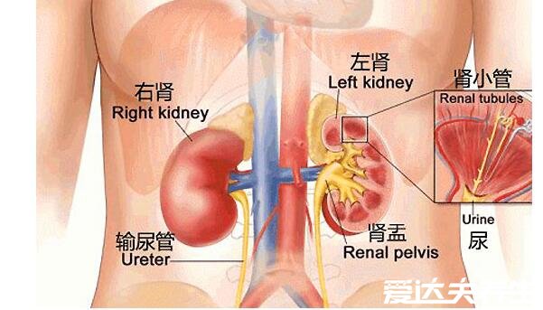 腎在哪個位置圖，腹膜后脊柱兩側各有一個(雙手叉腰可以找到)