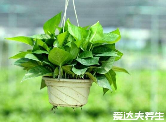 5大適合室內養(yǎng)的植物，不僅好養(yǎng)活還能去甲醛凈化空氣