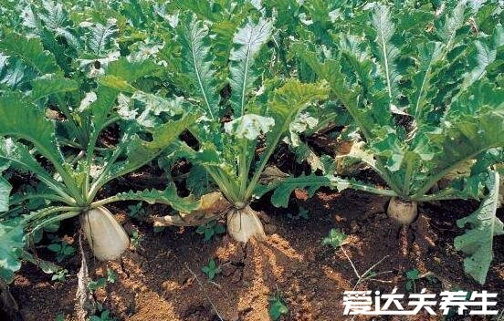 白蘿卜不能和什么一起吃，10大白蘿卜相克食物表(胡蘿卜在其中)