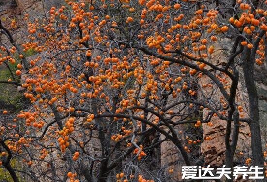 柿餅不能和什么一起吃，柿餅相克食物大全(與酒同食易腸道梗阻)