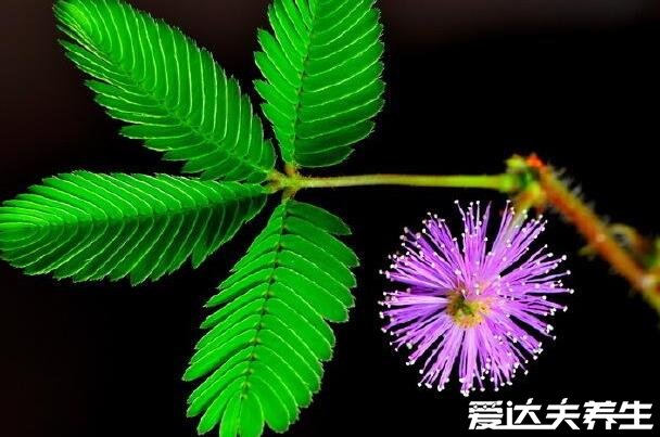 家里千萬不能養(yǎng)的6種花，不僅帶有毒素還影響風(fēng)水