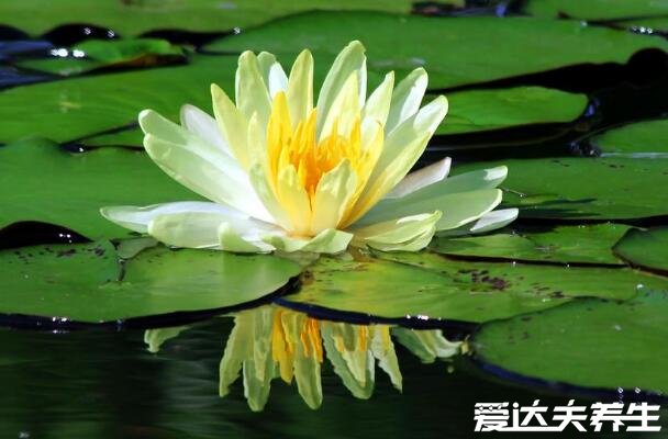 家里千萬不能養(yǎng)的6種花，不僅帶有毒素還影響風(fēng)水