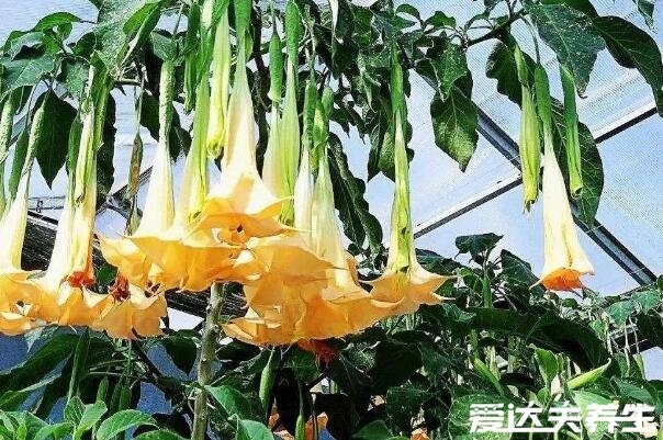 家里千萬不能養(yǎng)的6種花，不僅帶有毒素還影響風(fēng)水