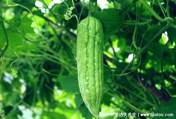 血糖高吃什么食物最好最佳，8種蔬菜水果放心吃能降糖