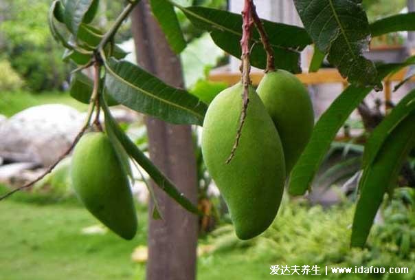 女人吃芒果好處和壞處，美容養(yǎng)顏但多吃可能會(huì)宮寒痛經(jīng)