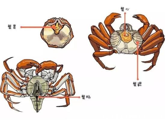 螃蟹哪里不能吃高清圖，螃蟹中間部位最不能吃