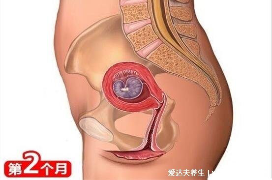 懷孕1一9月肚子變化圖，3個(gè)月以后才會(huì)顯肚子但胎兒一直都在變