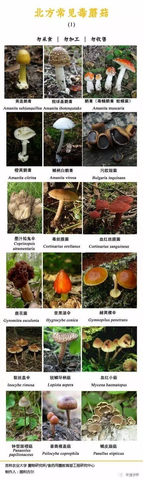 50多種毒蘑菇圖片，致命白毒傘一顆毒死一個(gè)成年人(顏色越艷毒性越強(qiáng))