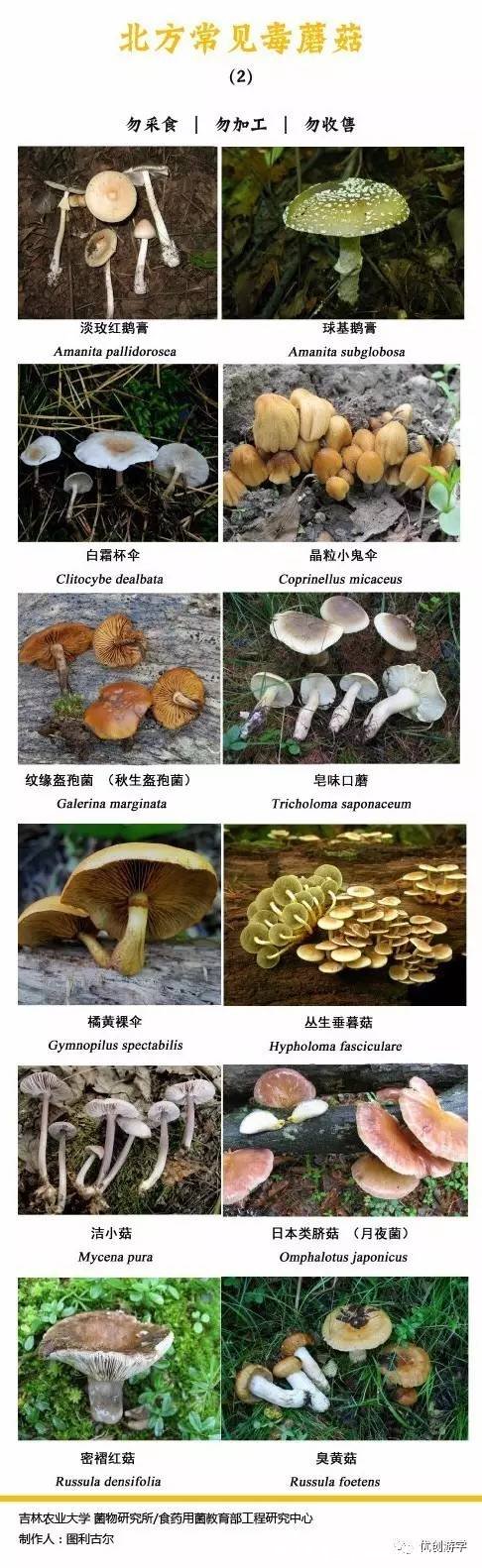 50多種毒蘑菇圖片，致命白毒傘一顆毒死一個(gè)成年人(顏色越艷毒性越強(qiáng))