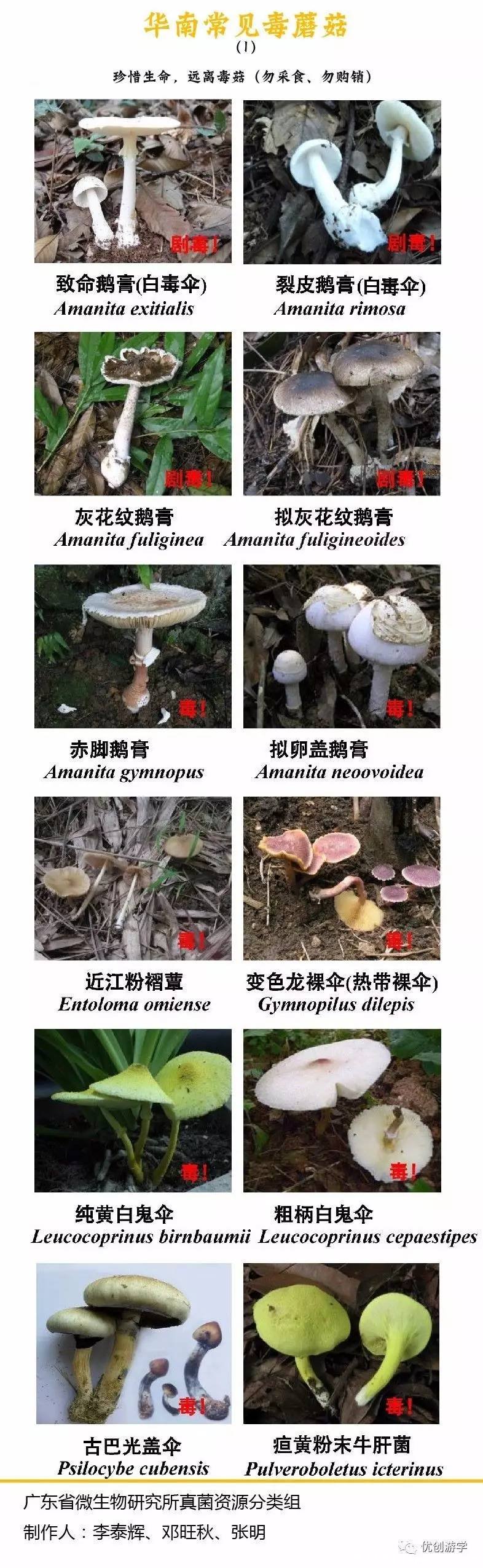 50多種毒蘑菇圖片，致命白毒傘一顆毒死一個(gè)成年人(顏色越艷毒性越強(qiáng))