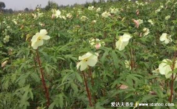 泡水喝金花葵的功效和作用，為＂植物偉哥”壯陽(yáng)效果奇佳