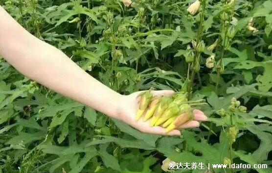 泡水喝金花葵的功效和作用，為＂植物偉哥”壯陽(yáng)效果奇佳