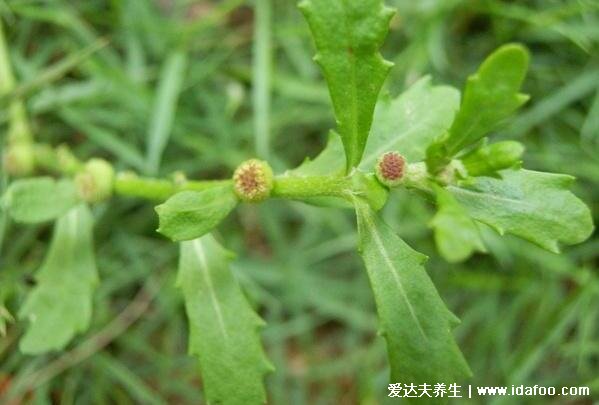 鵝不食草的功效與作用，消炎抗菌/平喘止咳/抗癌抗腫瘤/抗過(guò)敏