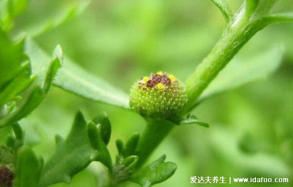 鵝不食草有毒嗎，沒毒但過量服用傷害腸胃(圖片)