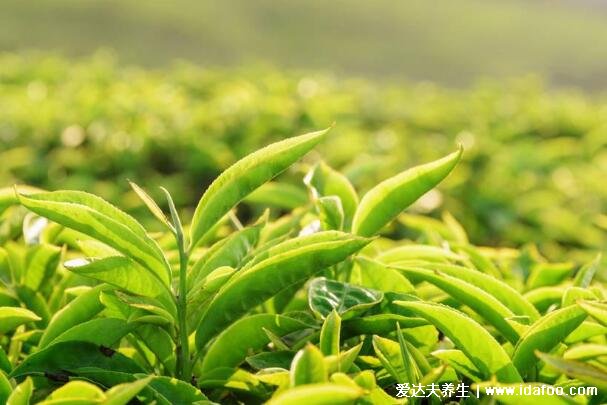 刮油最狠的四種減肥食物，黑燕麥/綠茶/冬瓜/娃娃菜