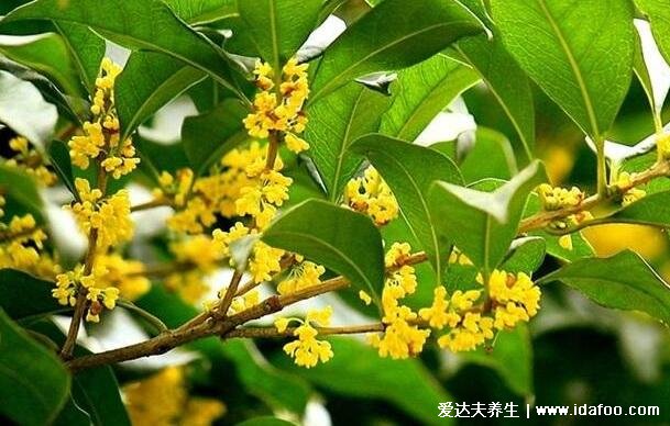 桂花泡水喝的9大禁忌，喝多可能會導(dǎo)致口臭(一次8-10顆最佳)