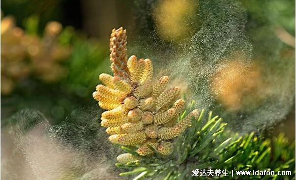 松花粉的功效與作用及食用方法，早晚一次溫水沖服(5大功效)