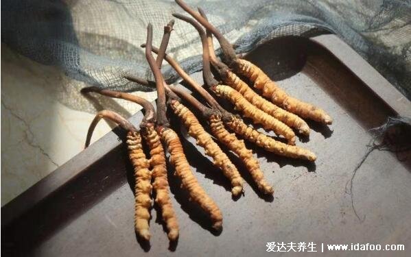 冬蟲夏草的功效與作用及食用方法，增強免疫抵抗多種疾病(4種吃法)