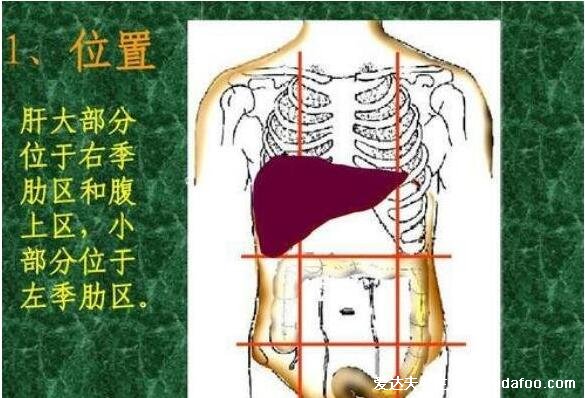 肝區(qū)疼痛位置圖，引起肝區(qū)疼痛的6種原因(不一定是肝癌不要驚慌)