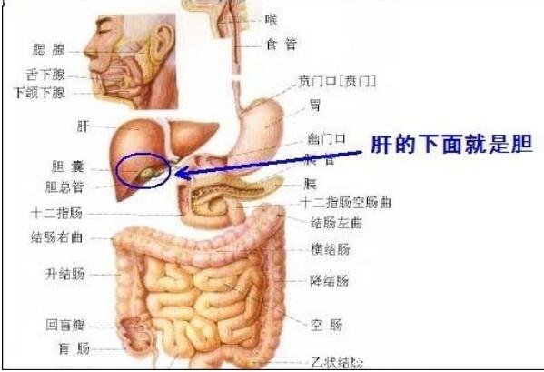 肝區(qū)疼痛位置圖，引起肝區(qū)疼痛的6種原因(不一定是肝癌不要驚慌)