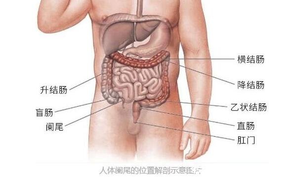 闌尾在哪個(gè)位置，闌尾的疼痛位置圖片(右下腹疼痛)