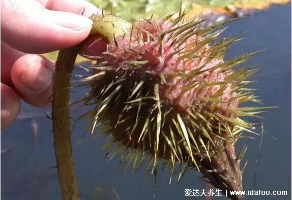 芡實(shí)是什么有什么功效作用，睡蓮科植物芡的果實(shí)能藥食兩用(圖片)