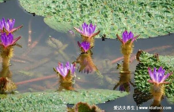 芡實(shí)是什么有什么功效作用，睡蓮科植物芡的果實(shí)能藥食兩用(圖片)