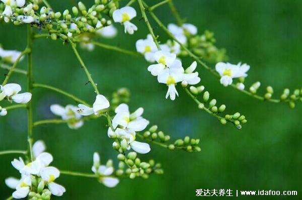 槐花的功效與作用禁忌，清熱解毒/涼血止血/止咳潤肺(小心過敏)