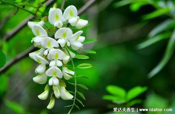 槐花的功效與作用禁忌，清熱解毒/涼血止血/止咳潤肺(小心過敏)