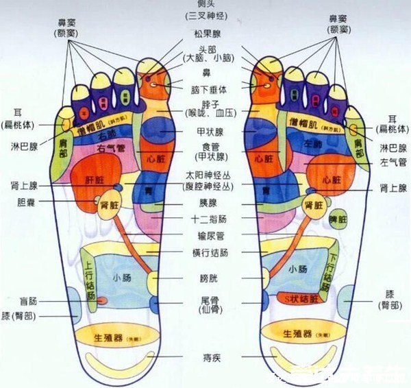 涌泉的準確位置圖，詳解按摩手法和功效作用(附腳底穴位圖解)