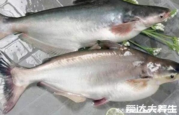 巴沙魚片和龍利魚片是同一種魚嗎，巴沙魚和龍利魚的4大區(qū)別