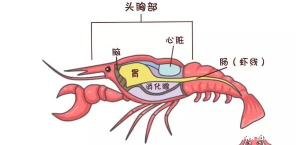 小龍蝦頭部里的黃是什么可以吃嗎，是龍蝦的肝胰腺少吃最好不吃