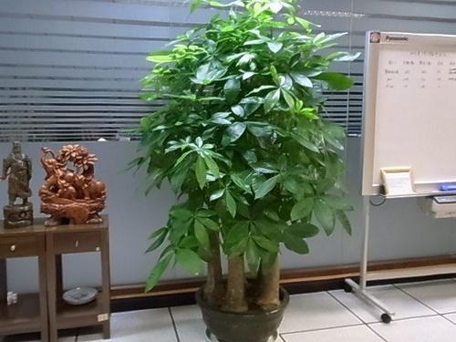 陽臺放什么植物招財又旺宅，陽臺化煞招財植物良心推薦