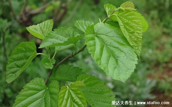 桑葉泡水喝有什么功效和作用，祛斑抗衰老/消腫減肥/清肝明目(附禁忌)