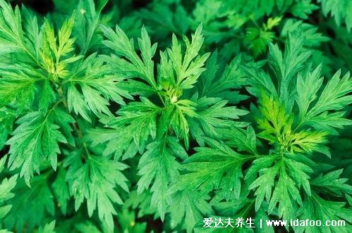 艾蒿和艾草的區(qū)別，外形和口感不一樣但功效一樣