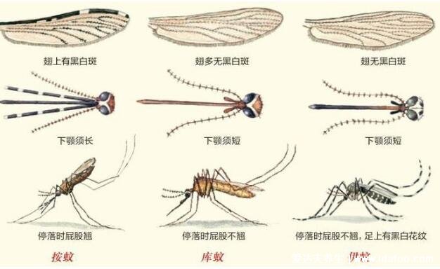 蚊子咬了怎么消腫止癢最快，4個(gè)妙招親測(cè)有效(黑白相間蚊子最毒)