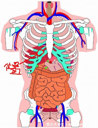 最直觀的肝區(qū)疼痛位置圖圖片，女性肝區(qū)疼痛警惕肝膽疾病