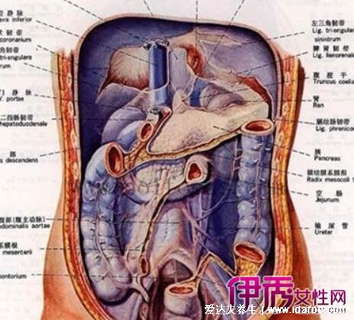 女性下腹疼痛部位圖解，右下腹疼痛是闌尾炎